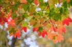 USA, Washington State, Seabeck. Vine maple leaves abstract in autumn. Art Print